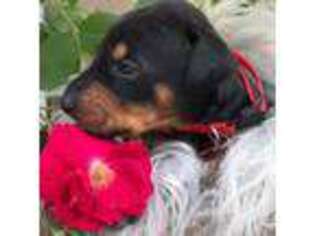 Doberman Pinscher Puppy for sale in Redford, MI, USA