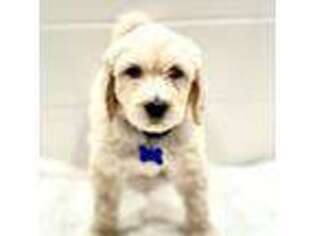Goldendoodle Puppy for sale in Dana Point, CA, USA