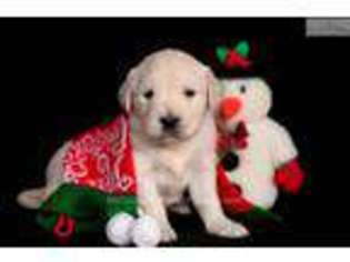 Golden Retriever Puppy for sale in Canton, OH, USA