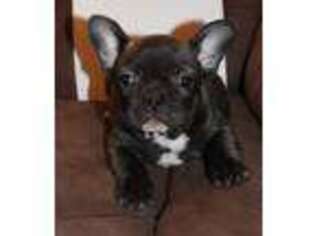 French Bulldog Puppy for sale in Wheeling, WV, USA