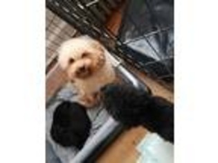 Mutt Puppy for sale in Hamden, CT, USA