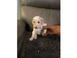 Mutt Puppy for sale in Carlton, GA, USA