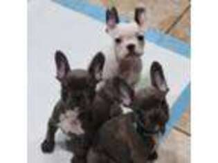 French Bulldog Puppy for sale in Ruskin, FL, USA