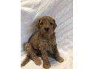Goldendoodle Puppy for sale in Charlotte, TN, USA