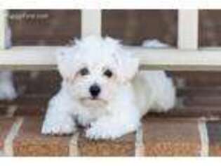 West Highland White Terrier Puppy for sale in Youngstown, OH, USA