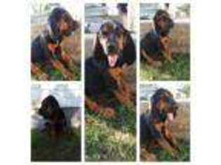 Bloodhound Puppy for sale in Amarillo, TX, USA