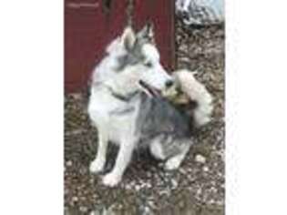 Siberian Husky Puppy for sale in Vienna, MO, USA