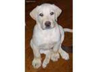 Labrador Retriever Puppy for sale in Williamsburg, VA, USA