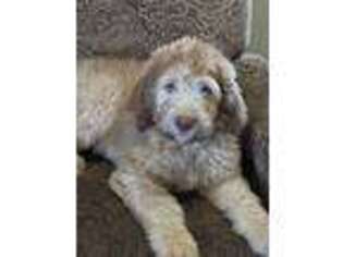 Labradoodle Puppy for sale in Buckingham, IL, USA