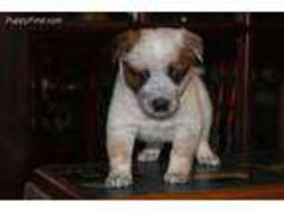 Australian Cattle Dog Puppy for sale in Gloversville, NY, USA