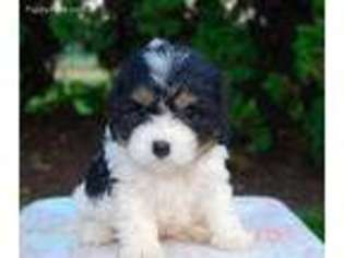 Cavachon Puppy for sale in Gap, PA, USA