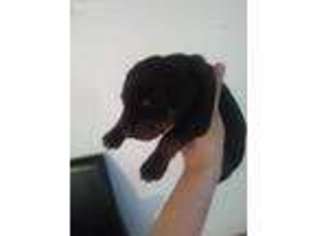 Doberman Pinscher Puppy for sale in Cary, IL, USA