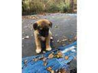 Akita Puppy for sale in Mooresboro, NC, USA