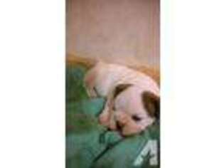 Bulldog Puppy for sale in WATTS, OK, USA