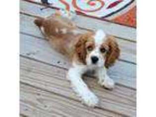 Cavalier King Charles Spaniel Puppy for sale in Southfield, MI, USA