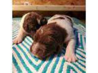 Newfoundland Puppy for sale in Osceola, WI, USA