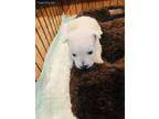 West Highland White Terrier Puppy for sale in Louisville, KY, USA