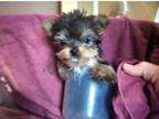Yorkshire Terrier Puppy for sale in Jetmore, KS, USA