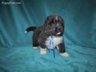 Newfoundland Puppy for sale in Vassar, MI, USA