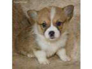 Pembroke Welsh Corgi Puppy for sale in Delta, CO, USA
