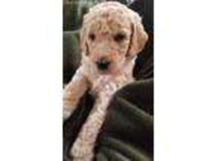 Goldendoodle Puppy for sale in Stanwood, WA, USA