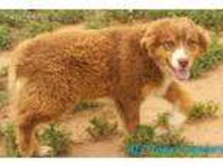 Australian Shepherd Puppy for sale in Dalhart, TX, USA