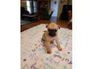 Pug Puppy for sale in Penn Yan, NY, USA