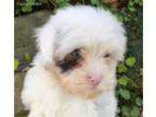 Cavapoo Puppy for sale in Memphis, TN, USA