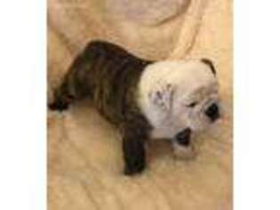 Bulldog Puppy for sale in Washington Court House, OH, USA