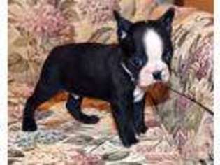 Boston Terrier Puppy for sale in Mifflinburg, PA, USA