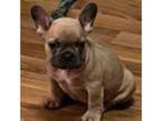French Bulldog Puppy for sale in Lithia Springs, GA, USA