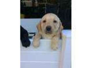 Labrador Retriever Puppy for sale in Hartly, DE, USA