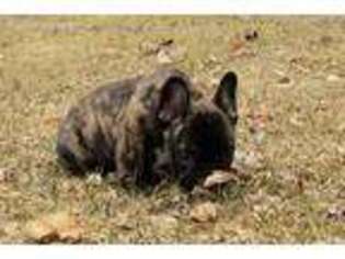 French Bulldog Puppy for sale in Farmington, MN, USA
