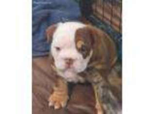 Bulldog Puppy for sale in Owatonna, MN, USA