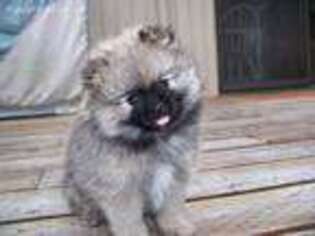 Pomeranian Puppy for sale in Graham, WA, USA