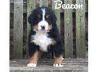 Bernese Mountain Dog Puppy for sale in Parkesburg, PA, USA