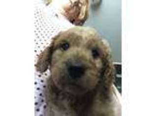 Goldendoodle Puppy for sale in Danville, IN, USA