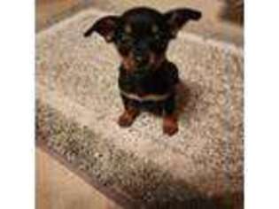 Chihuahua Puppy for sale in Quakertown, PA, USA