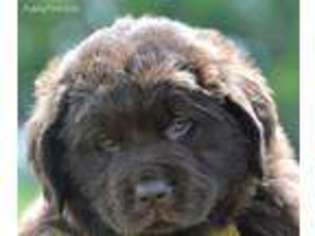 Newfoundland Puppy for sale in Richards, MO, USA