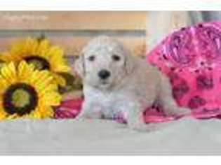 Mutt Puppy for sale in Friant, CA, USA