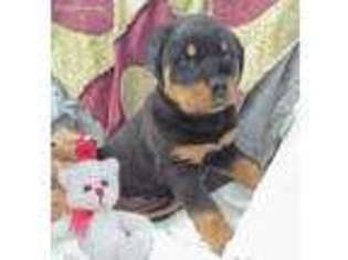 Rottweiler Puppy for sale in Quarryville, PA, USA