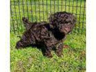 Mutt Puppy for sale in Edgemoor, SC, USA