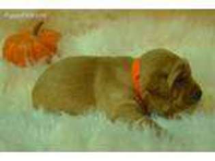 Labrador Retriever Puppy for sale in Delhi, IA, USA