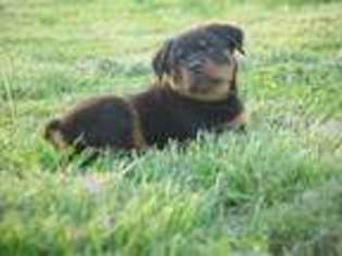 Rottweiler Puppy for sale in Morrison, MO, USA
