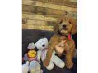 Goldendoodle Puppy for sale in Indianapolis, IN, USA