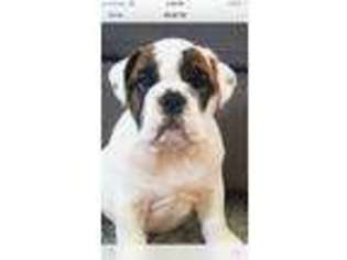 Bulldog Puppy for sale in American Fork, UT, USA