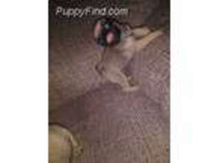 Pug Puppy for sale in Loxley, AL, USA