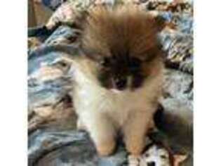 Pomeranian Puppy for sale in Winfield, KS, USA