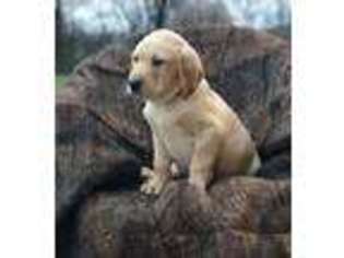 Labrador Retriever Puppy for sale in Spring City, TN, USA