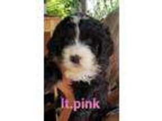 Mutt Puppy for sale in Grass Valley, CA, USA